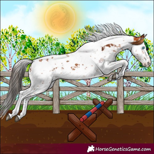 Horse Color:Bay Splash Tobiano and Bay Splash Tobiano