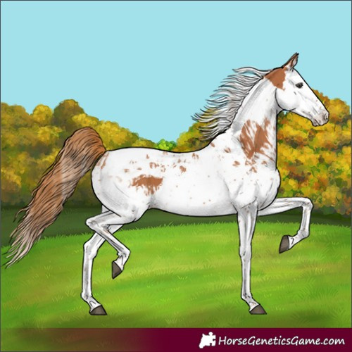 Horse Color:Chestnut Splash Tobiano and Chestnut Splash Tobiano