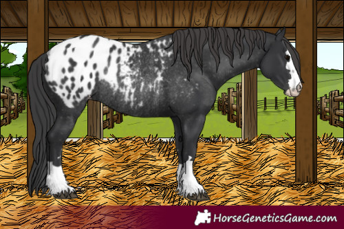 Horse Color:Black Blanket Rabicano 