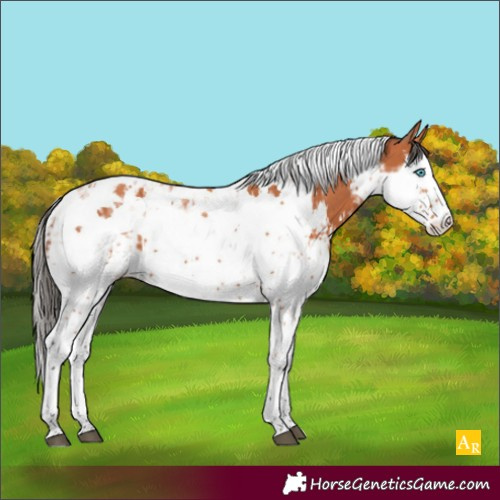 Horse Color:Bay Splash Tobiano and Bay Splash Tobiano