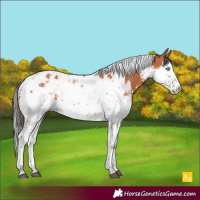 Horse Color:Bay Splash Tobiano and Bay Splash Tobiano