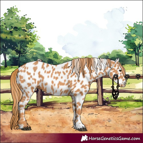 Horse Color:Chestnut Appaloosa