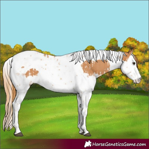 Horse Color:Chestnut Splash Tobiano and Chestnut Splash Tobiano