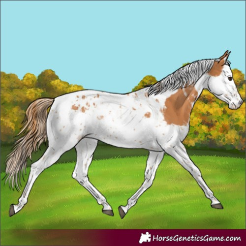 Horse Color:Chestnut Splash Tobiano  and Chestnut Splash Tobiano 