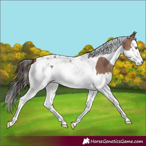 Horse Color:Sable Champagne Splash Tobiano