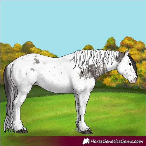 Horse Color:Smoky Grullo Splash Tobiano and Smoky Grullo Splash Tobiano