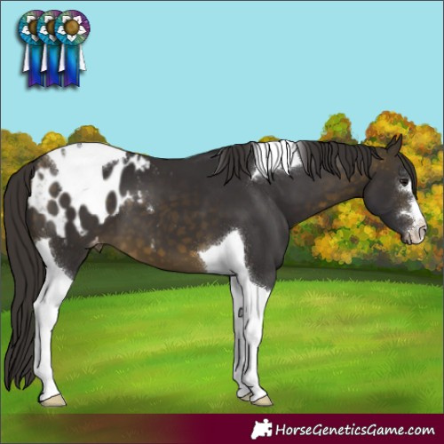 Horse Color:Buckskin Tobiano Appaloosa 