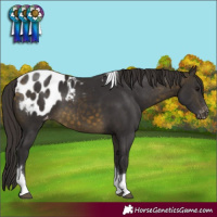 Horse Color:Buckskin Sabino Tobiano Blanket