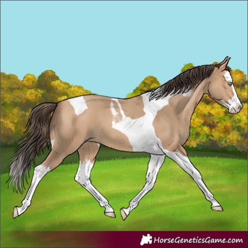 Horse Color:Amber Champagne Splash Tobiano