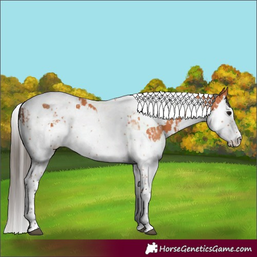 Horse Color:Bay Splash Tobiano and Bay Splash Tobiano