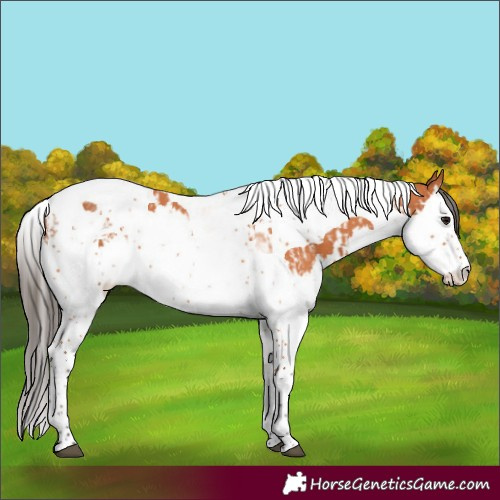 Horse Color:Bay Splash Tobiano  and Bay Splash Tobiano 