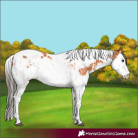 Horse Color:Bay Splash Tobiano and Bay Splash Tobiano