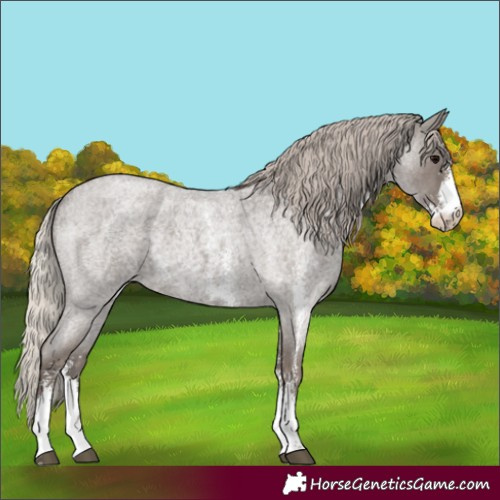 Horse Color:Silver Blue Roan Sabino