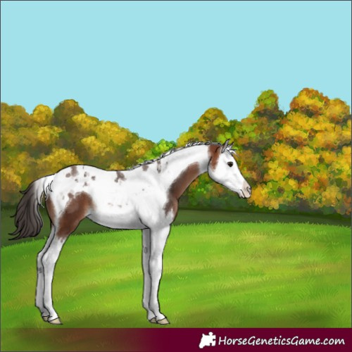 Horse Color:Bay Splash Tobiano