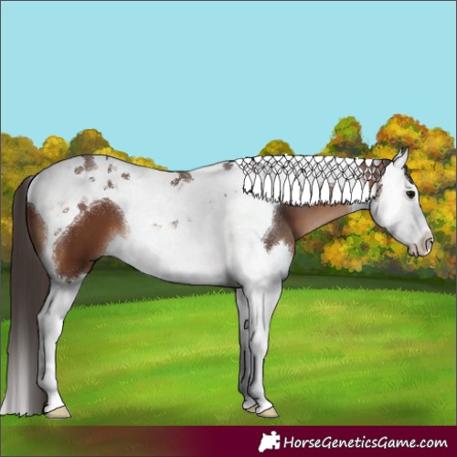 Horse Color:Bay Splash Tobiano