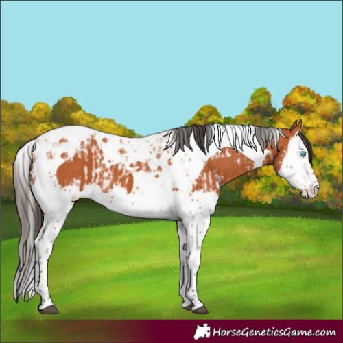 Horse Color:Bay Splash Tobiano and Bay Splash Tobiano
