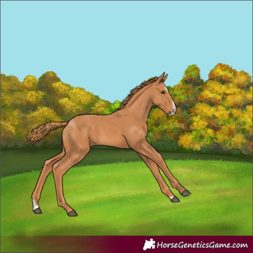 Horse Color:Chestnut Splash