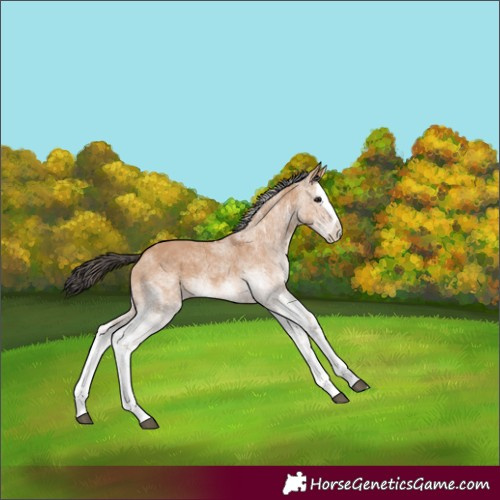 Horse Color:White Spotted Bay Dun Splash 