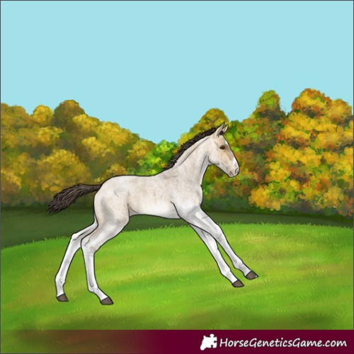 Horse Color:White Spotted Buckskin Roan Dun Splash