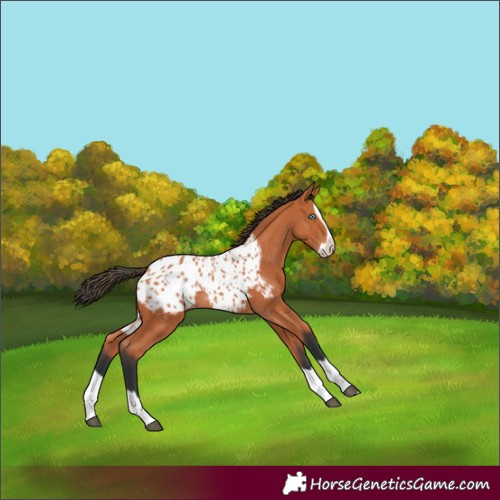 Horse Color:Bay Splash Appaloosa Rabicano 