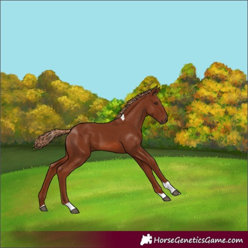 Horse Color:Chestnut Tobiano 