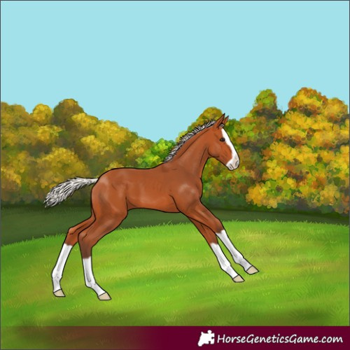 Horse Color:Silver Bay Splash 
