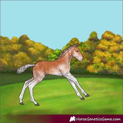 Horse Color:White Spotted Silver Bay