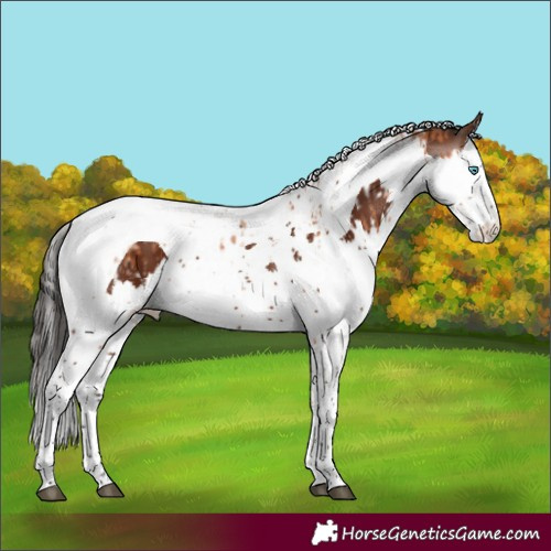 Horse Color:Bay Splash Tobiano and Gray Bay Splash Tobiano