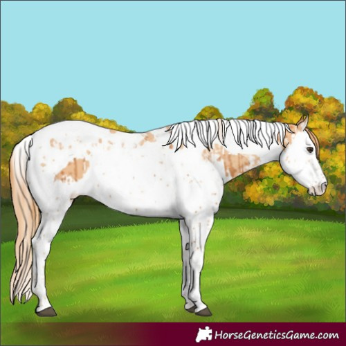 Horse Color:Chestnut Splash Tobiano and Gold Champagne Splash Tobiano