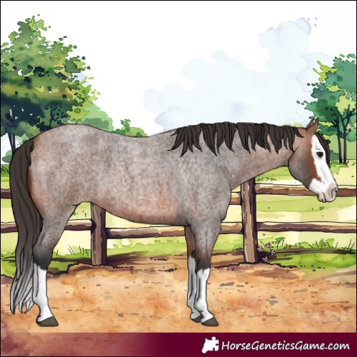 Horse Color:Bay Roan Splash