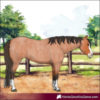 Horse Color:Bay Roan Splash 