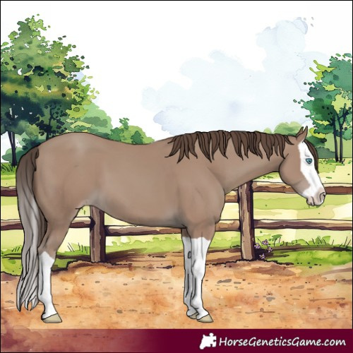 Horse Color:Classic Champagne Splash 