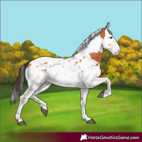 Horse Color:Bay Splash Tobiano and Bay Splash Tobiano