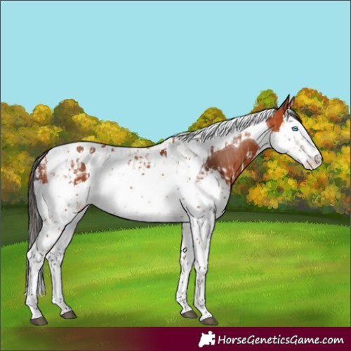 Horse Color:Bay Splash Tobiano and Bay Splash Tobiano