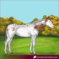Horse Color:Bay Splash Tobiano  and Bay Splash Tobiano 
