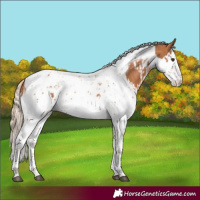 Horse Color:Chestnut Splash Tobiano  and Chestnut Splash Tobiano 