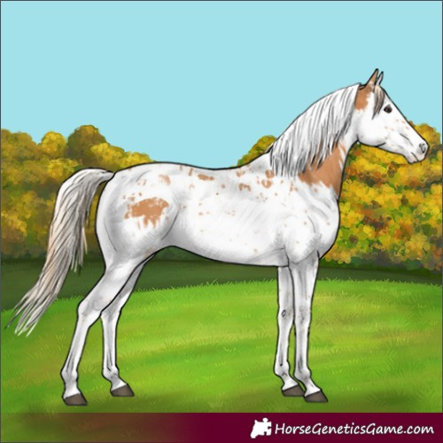Horse Color:Chestnut Splash Tobiano  and Chestnut Splash Tobiano 