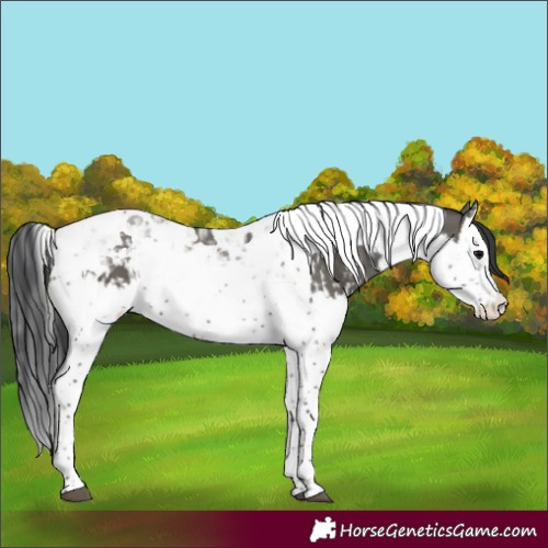 Horse Color:Grullo Splash Tobiano and Grullo Splash Tobiano