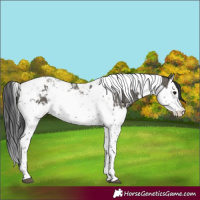 Horse Color:Grullo Splash Tobiano and Grullo Splash Tobiano