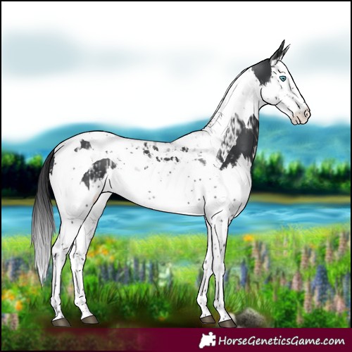 Horse Color:Black Splash Tobiano and Black Splash Tobiano
