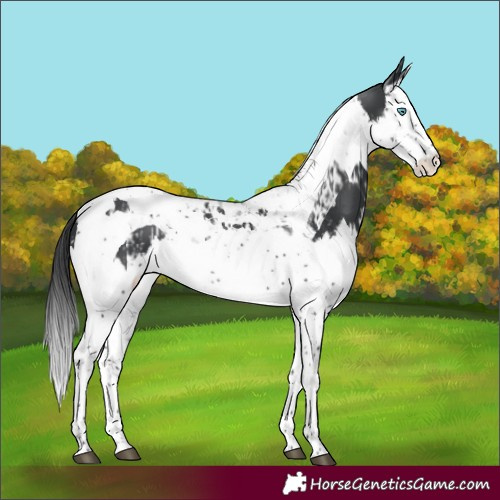Horse Color:Black Splash Tobiano  and Black Splash Tobiano 
