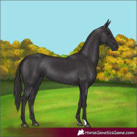 Horse Color:Smoky Black