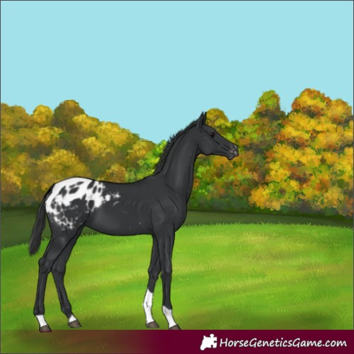 Horse Color:Black Tobiano Appaloosa