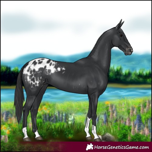 Horse Color:Black Tobiano Appaloosa