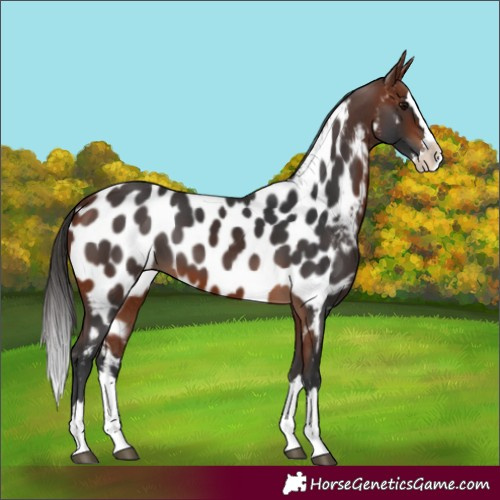 Horse Color:Bay Splash Appaloosa 