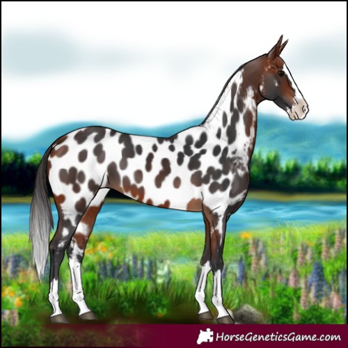 Horse Color:Bay Splash Near Leopard