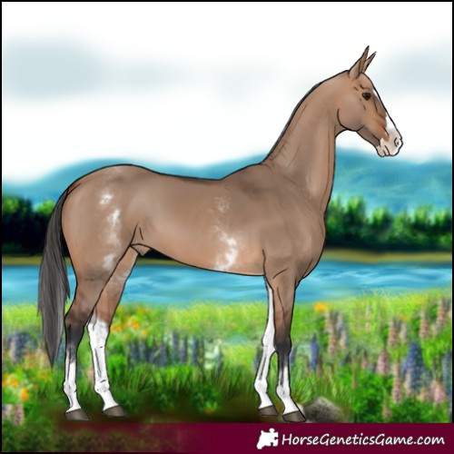 Horse Color:White Spotted Bay Dun Splash Rabicano 