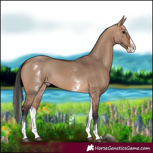 Horse Color:White Spotted Bay Dun Splash Rabicano 
