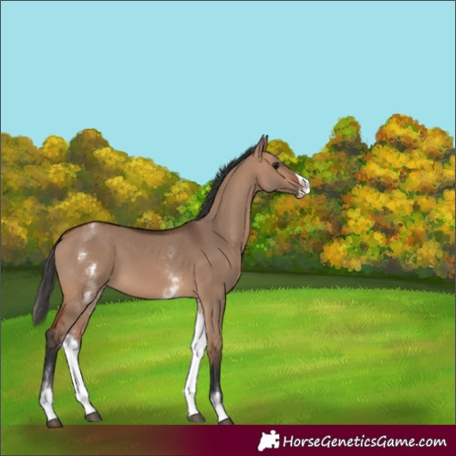 Horse Color:White Spotted Bay Dun Splash Rabicano