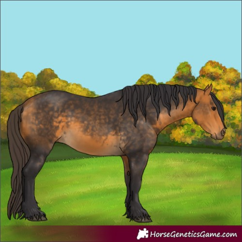 Horse Color:Buckskin